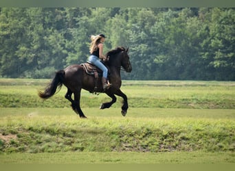 Percheron Mix, Gelding, 10 years, 16,1 hh, Black