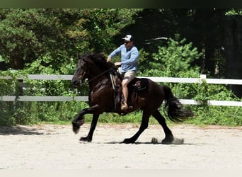 Percheron Mix, Gelding, 10 years, 16,1 hh, Black