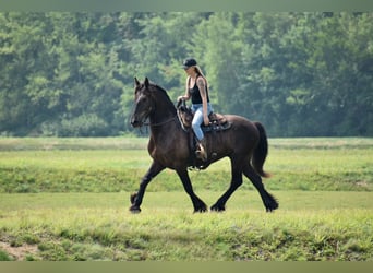 Percheron Mix, Gelding, 10 years, 16,1 hh, Black