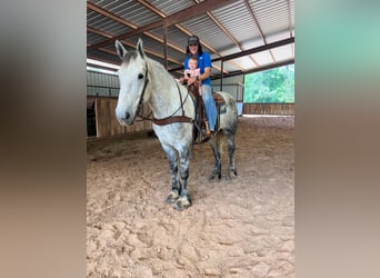 Percheron, Gelding, 10 years, 16,2 hh, Grey