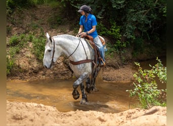 Percheron, Gelding, 10 years, 16,2 hh, Grey