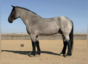 Percheron, Gelding, 10 years, 17.3 hh, Roan-Blue