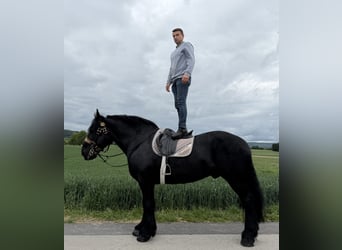 Percheron, Gelding, 10 years, 17 hh, Black