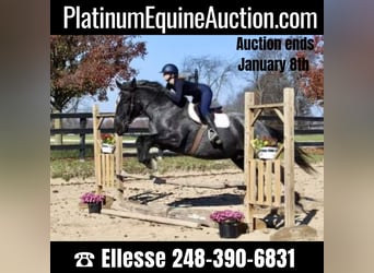 Percheron, Gelding, 10 years, 17 hh, Roan-Blue