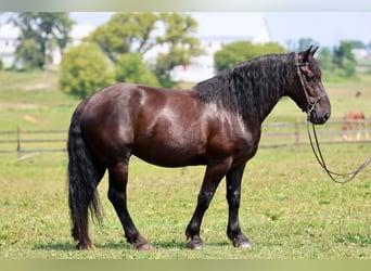 Percheron Mix, Gelding, 10 years, Black