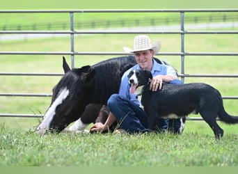 Percheron, Gelding, 11 years, 16,2 hh, Tobiano-all-colors