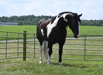 Percheron, Gelding, 11 years, 16,2 hh, Tobiano-all-colors