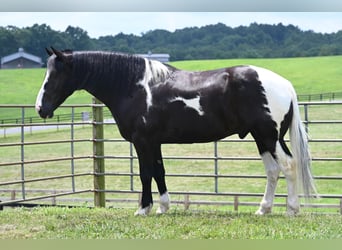 Percheron, Gelding, 11 years, 16,2 hh, Tobiano-all-colors