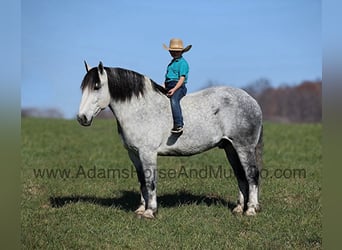 Percheron, Gelding, 11 years, 16 hh, Grey
