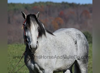 Percheron, Gelding, 11 years, 16 hh, Grey