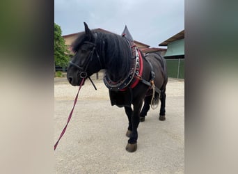 Percheron, Gelding, 11 years, 16,2 hh, Black