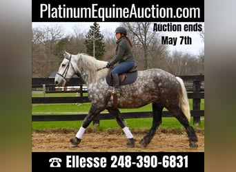 Percheron, Gelding, 11 years, Gray-Dapple