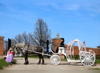 Percheron, Gelding, 11 years, Gray-Dapple