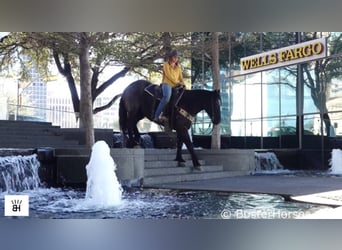 Percheron, Gelding, 12 years, 16,1 hh, Roan-Blue