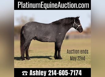 Percheron, Gelding, 12 years, 16,1 hh, Roan-Blue