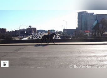 Percheron, Gelding, 12 years, 16,1 hh, Roan-Blue