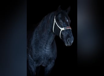 Percheron, Gelding, 12 years, 16,1 hh, Roan-Blue