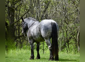 Percheron, Gelding, 12 years, 16,3 hh, Roan-Blue