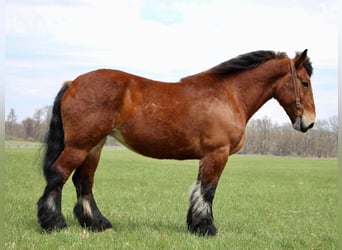 Percheron, Gelding, 12 years, 17,2 hh, Bay