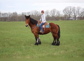 Percheron, Gelding, 12 years, 17,2 hh, Bay