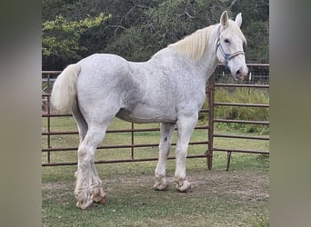 Percheron, Gelding, 12 years, 17,1 hh, Grey-Fleabitten