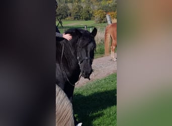 Percheron, Gelding, 12 years, 17,2 hh, Black