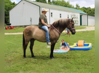 Percheron, Gelding, 13 years, 15,1 hh, Grullo