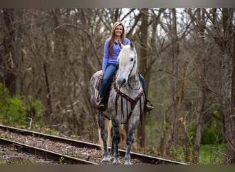 Percheron, Gelding, 14 years, 17 hh, Gray-Dapple