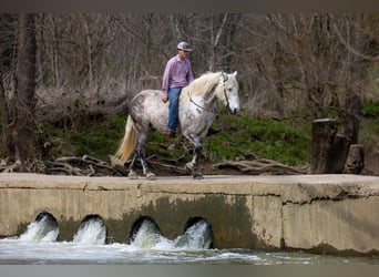 Percheron, Gelding, 14 years, 17 hh, Gray-Dapple