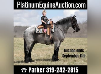 Percheron, Gelding, 15 years, 16,1 hh, Roan-Blue