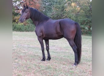 Percheron, Gelding, 15 years, 17 hh, Black