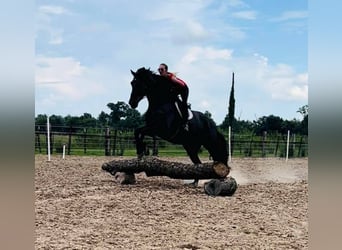 Percheron, Gelding, 15 years, 17 hh, Black