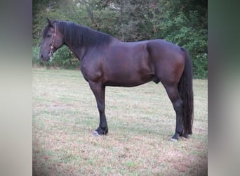 Percheron, Gelding, 15 years, 17 hh, Black