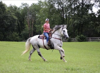 Percheron, Gelding, 15 years, 17 hh, Gray