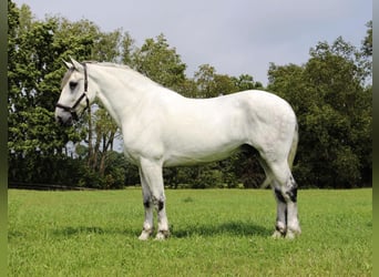 Percheron, Gelding, 15 years, 17 hh, Gray