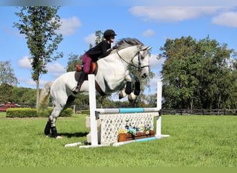 Percheron, Gelding, 15 years, 17 hh, Gray