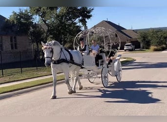 Percheron, Gelding, 15 years, 17 hh, Gray