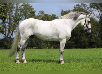 Percheron, Gelding, 15 years, 17 hh, Gray