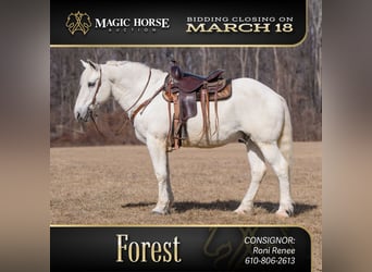 Percheron Mix, Gelding, 16 years, 16 hh, Gray