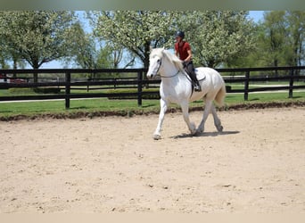 Percheron, Gelding, 16 years, 17 hh, Gray