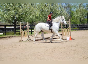 Percheron, Gelding, 16 years, 17 hh, Gray