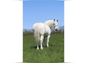 Percheron, Gelding, 16 years, 17 hh, Gray