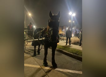 Percheron, Gelding, 16 years, 17,2 hh, Black