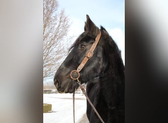 Percheron, Gelding, 16 years, 17,2 hh, Black