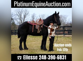 Percheron, Gelding, 16 years, 17,2 hh, Black