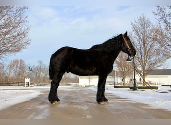 Percheron, Gelding, 16 years, 17,2 hh, Black