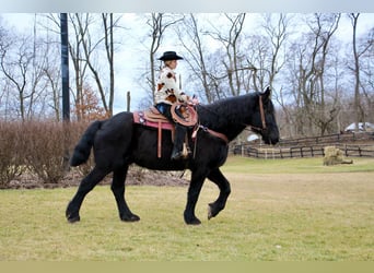 Percheron, Gelding, 16 years, 17,2 hh, Black