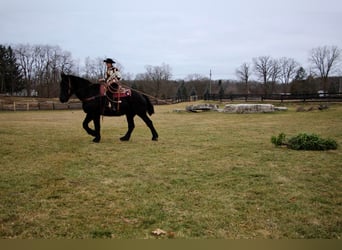 Percheron, Gelding, 16 years, 17,2 hh, Black