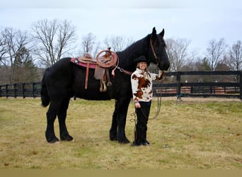 Percheron, Gelding, 16 years, 17,2 hh, Black