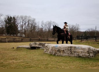 Percheron, Gelding, 16 years, 17,2 hh, Black